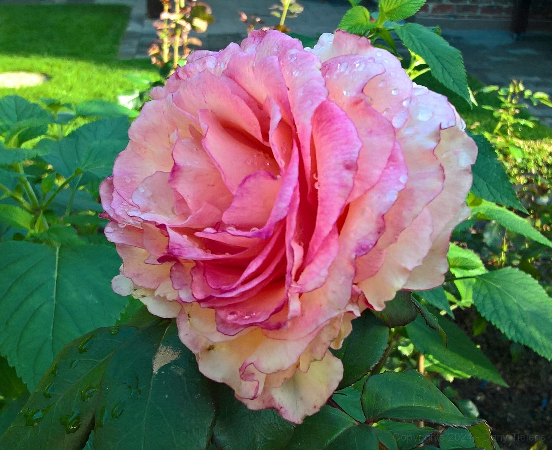 Rosa - Souvenir de Baden Baden 2017 -001.jpg